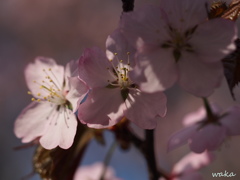 sakura