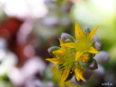多肉植物の花