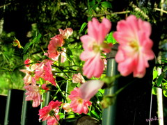 想いでは　そっと咲いて・・・