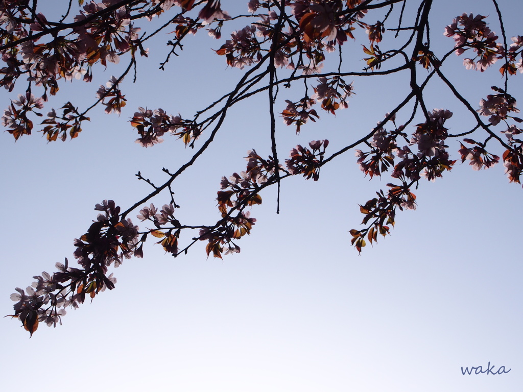 sakura