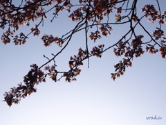 sakura