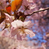 sakura