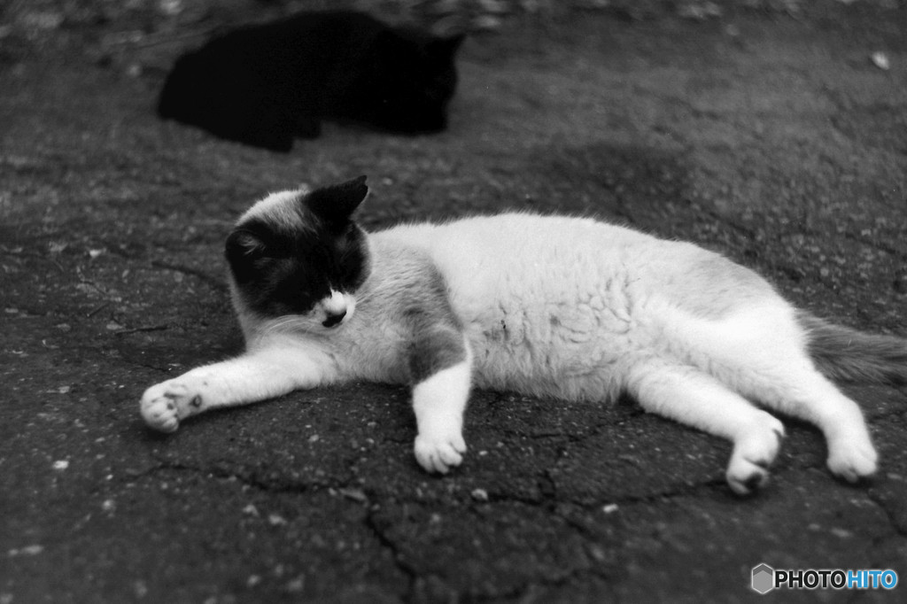 野良猫