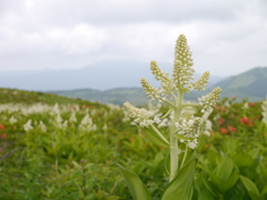 霧ヶ峰にて