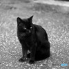黒猫グルグル