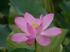 蓮