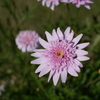 庭の花３