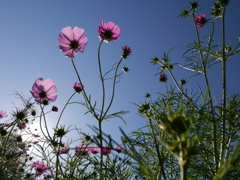 Cosmos