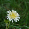 白たんぽぽ