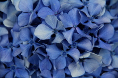 青紫陽花。