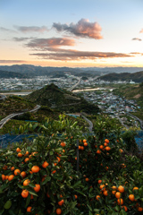 みかんの丘