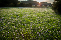 草原の輝き