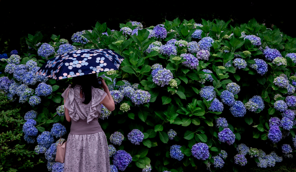 紫陽花を見る人