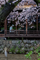 祇園白川鷺桜