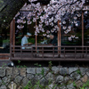 祇園白川鷺桜