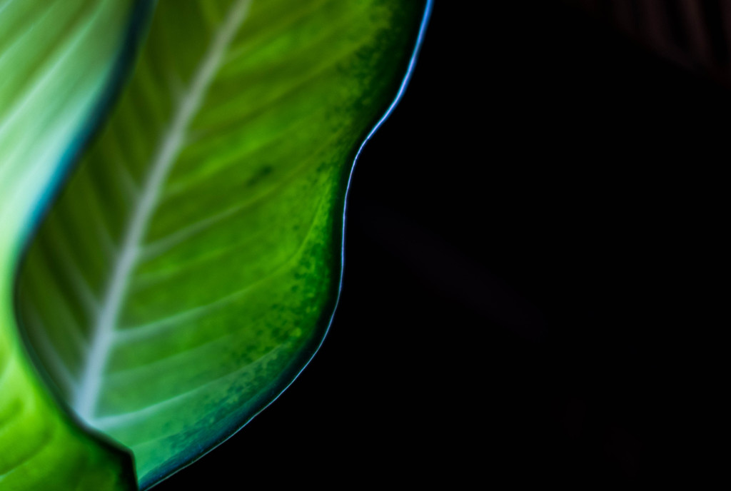 light green leaves #1