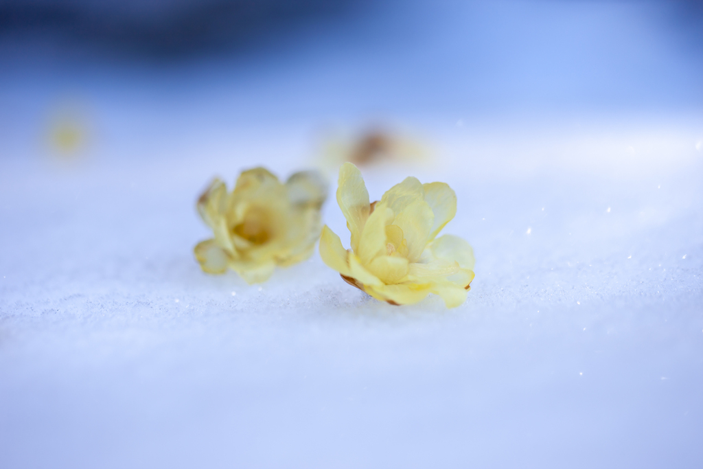 雪に花