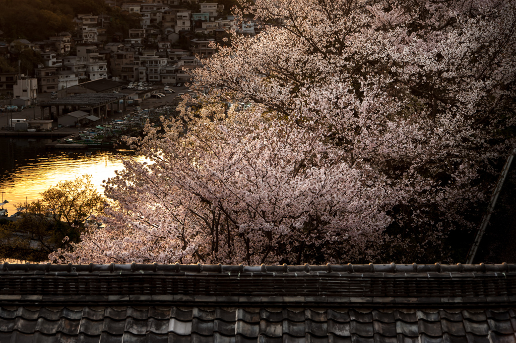 桜と瓦