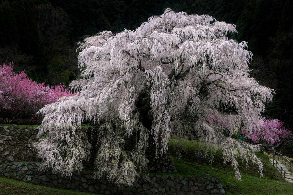 又兵衛桜