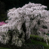 又兵衛桜