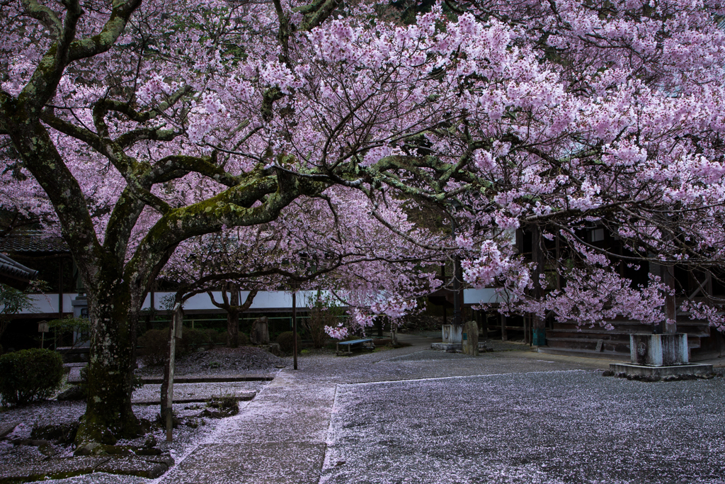 懐の桜