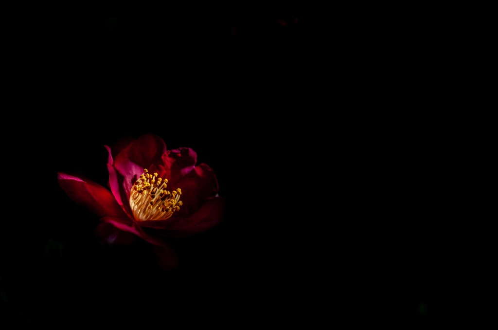 冬の華
