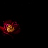 冬の華