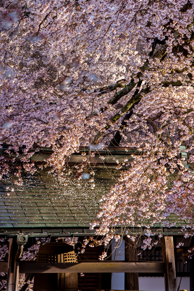 傘桜