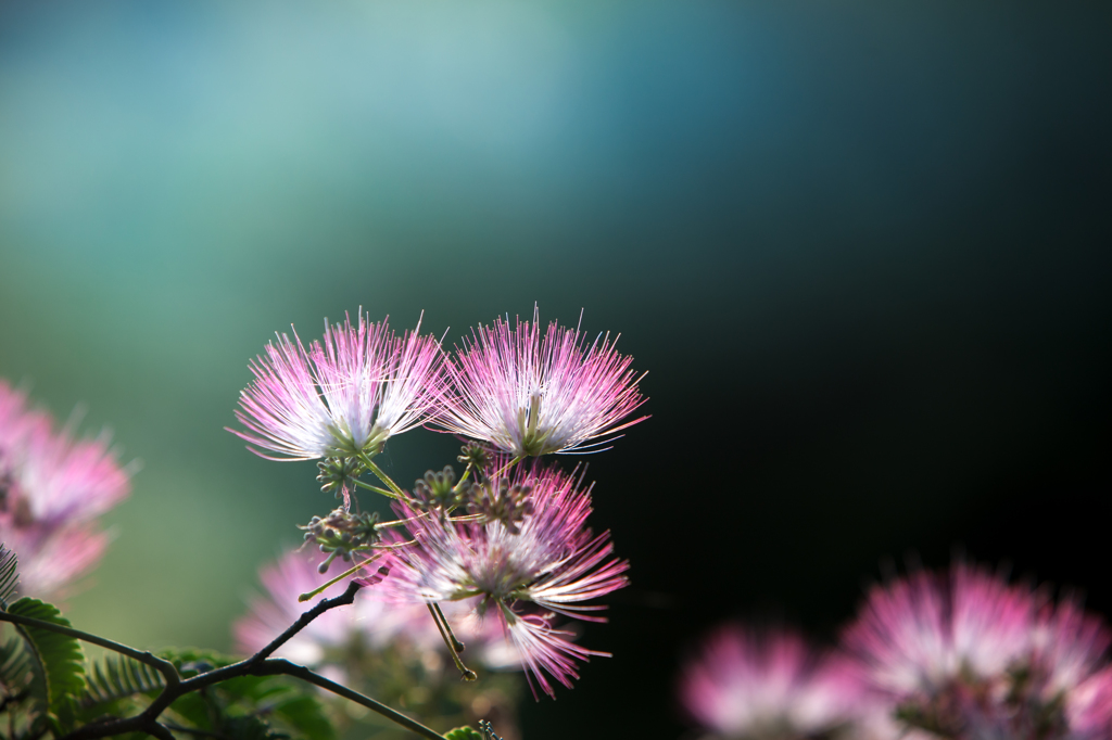 昼は咲き夜は恋ひ寝る合歓木の花