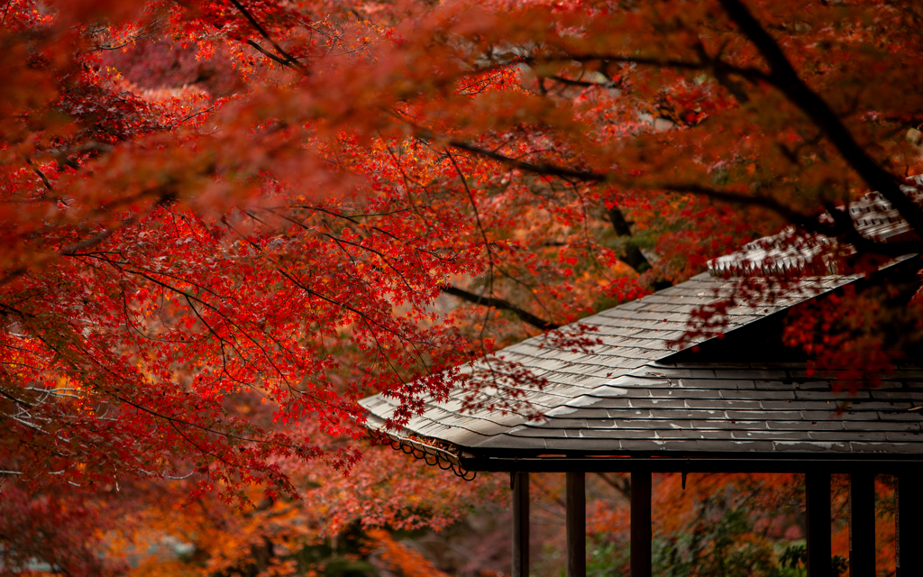 紅葉雨