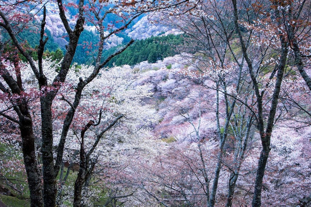 吉野山