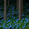 蒼い森