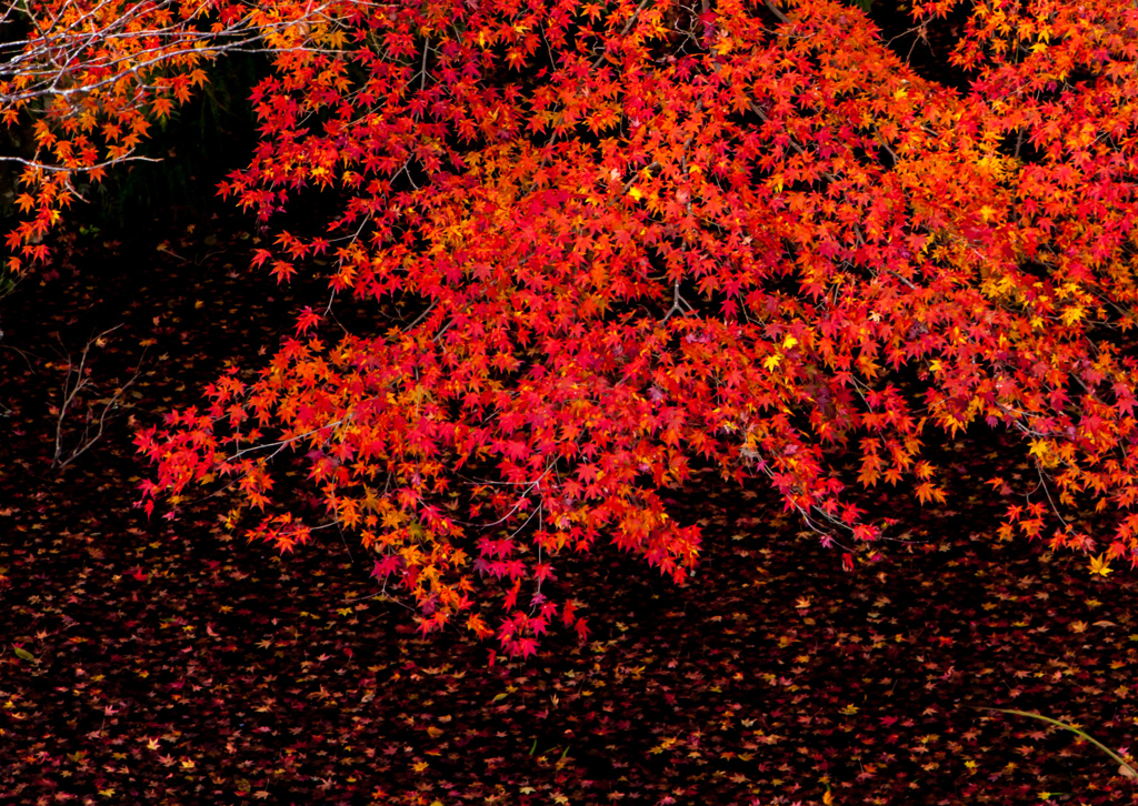 autumn leaves ＃1