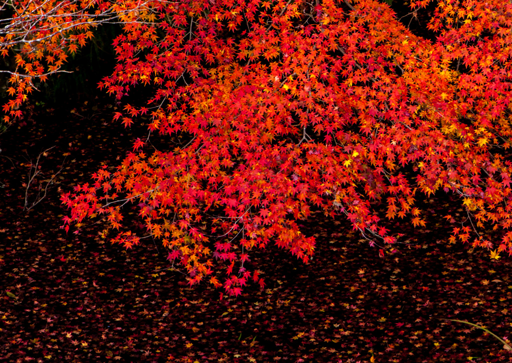 autumn leaves ＃1