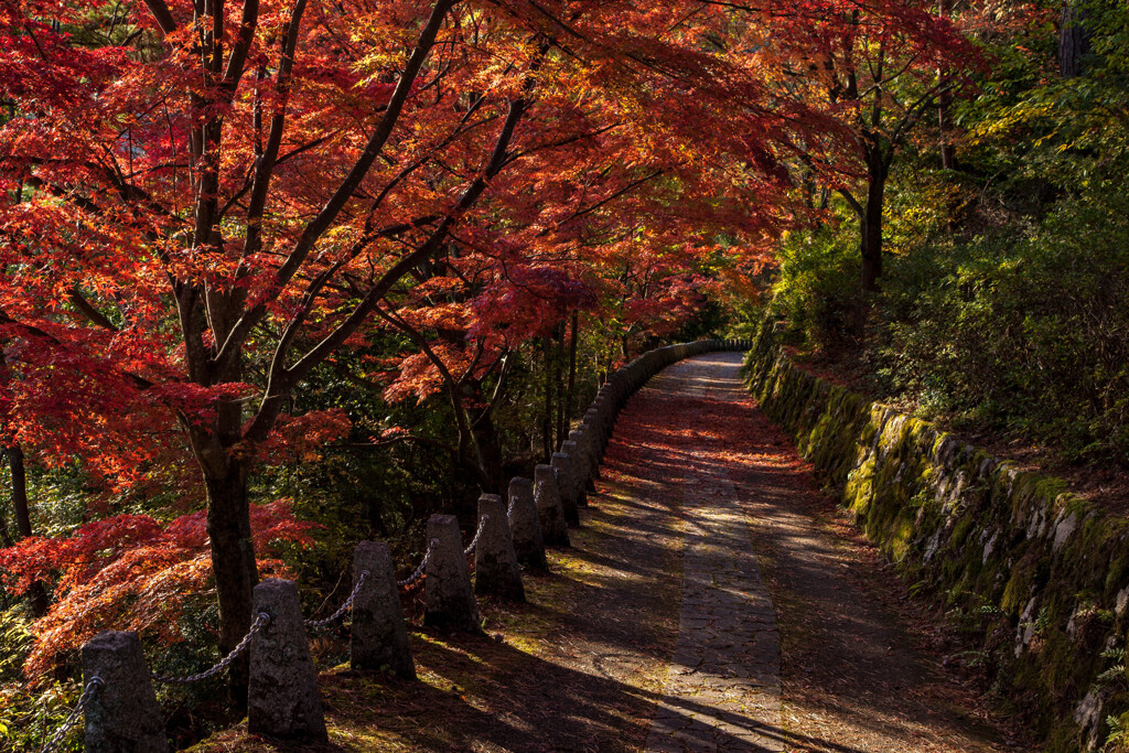 吉野紅葉坂