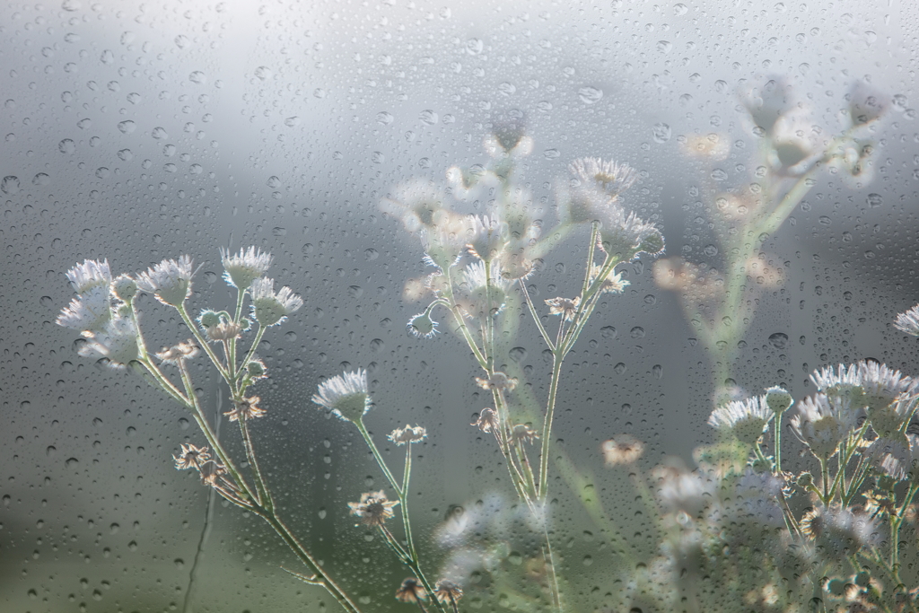 長雨