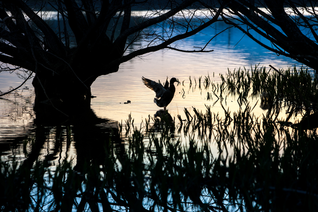 水鳥の朝