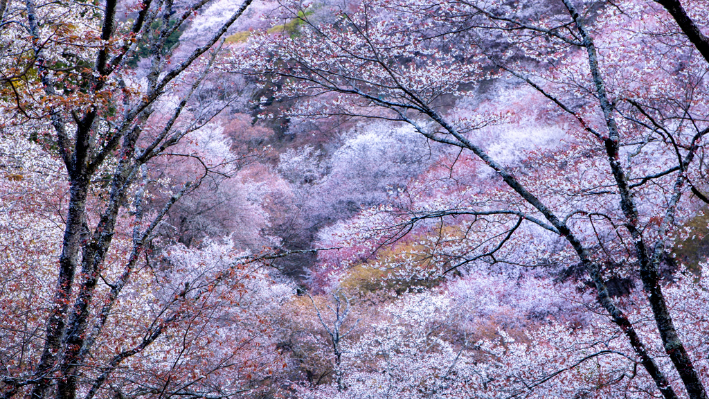 吉野山桜