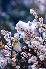 雪梅