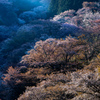 桜光
