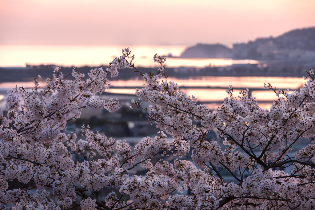 夕暮と海と桜色