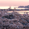 夕暮と海と桜色