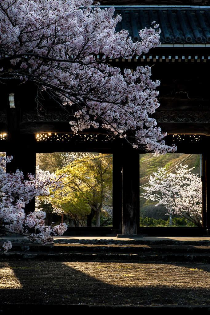 根来大門桜