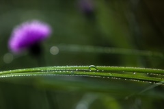 morning dew #1