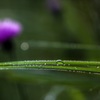 morning dew #1