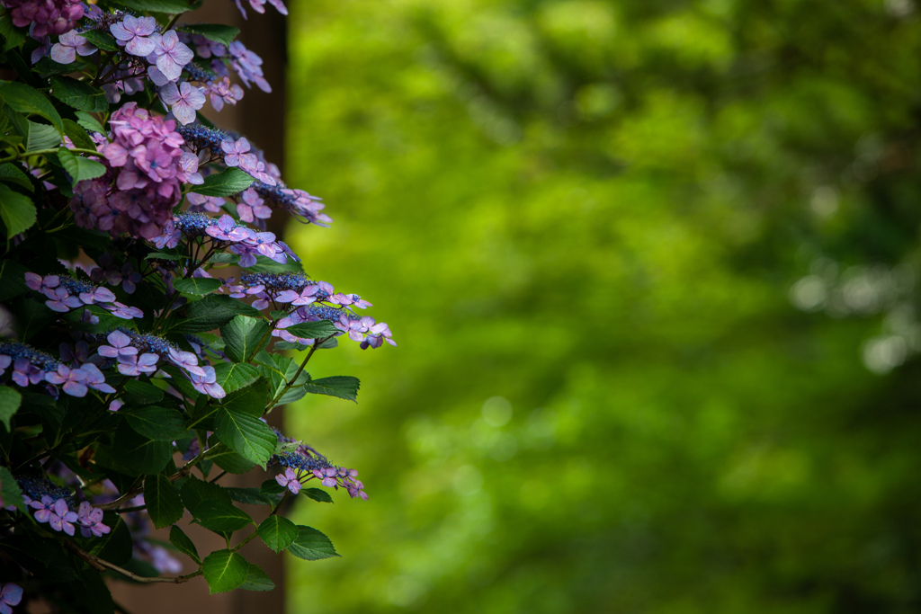 紫陽花門