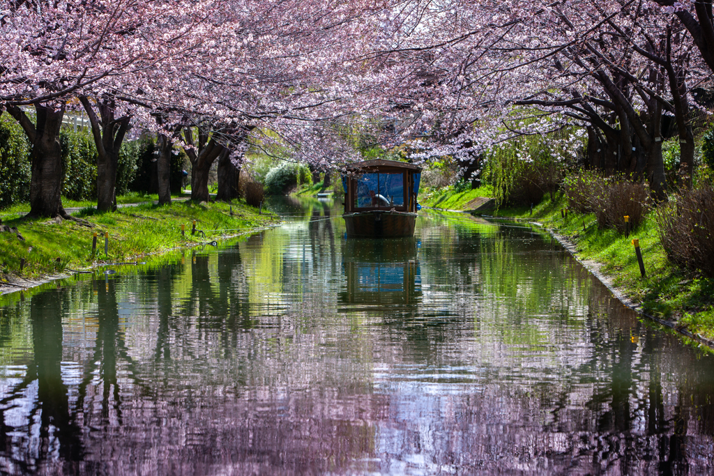 伏見十石桜