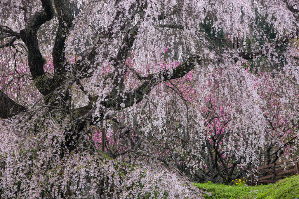 瀧桜