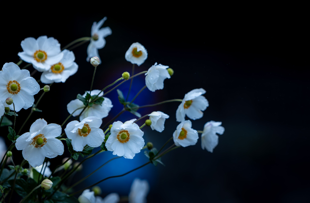 雨の秋明菊