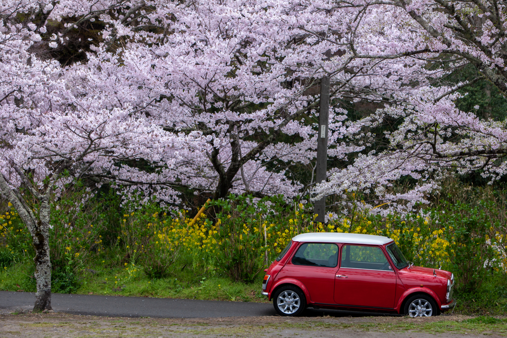 春はMini